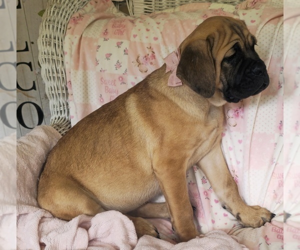 Medium Photo #3 Cane Corso Puppy For Sale in MINERAL WELLS, WV, USA