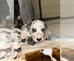 Small #15 Dalmatian