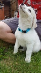 Akbash Dog-Komondor Mix Puppy for sale in WEST DES MOINES, IA, USA