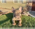 Small #7 French Bulldog
