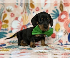Dachshund Puppy for sale in LANCASTER, PA, USA