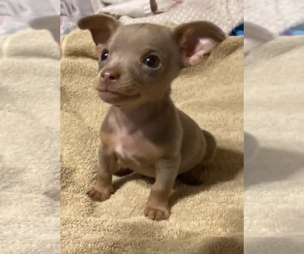 Medium Photo #10 Chihuahua Puppy For Sale in ARANSAS PASS, TX, USA