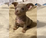 Small Photo #10 Chihuahua Puppy For Sale in ARANSAS PASS, TX, USA