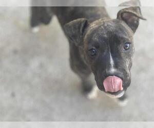 Medium American Pit Bull Terrier Mix
