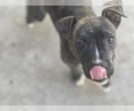 Small American Pit Bull Terrier Mix