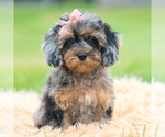 Puppy Jellybean AKC Poodle (Toy)