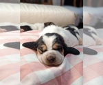 Small Photo #5 Basset Hound Puppy For Sale in Loiri Porto San Paolo, Sardinia, Italy