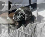 Small Photo #5 Cane Corso-German Shorthaired Pointer Mix Puppy For Sale in CLAY CITY, KY, USA
