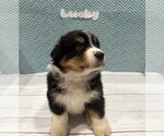 Puppy Lucky Australian Shepherd