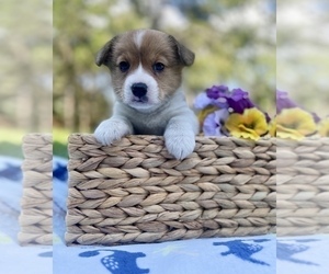 Pembroke Welsh Corgi Puppy for sale in BASTROP, TX, USA