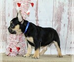 Small Photo #4 French Bulldog Puppy For Sale in FREDERICKSBURG, OH, USA