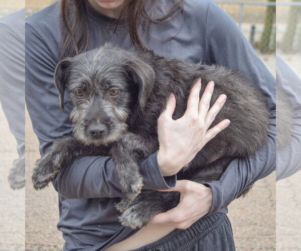 Medium Photo #2 Labrador Retriever-Unknown Mix Puppy For Sale in Huntley, IL, USA