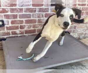 Borador Dogs for adoption in The Woodlands, TX, USA