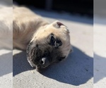 Small Photo #37 Cane Corso Puppy For Sale in BELGRADE, MT, USA