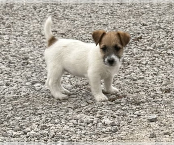Medium Photo #1 Jack Russell Terrier Puppy For Sale in FREEMAN, MO, USA