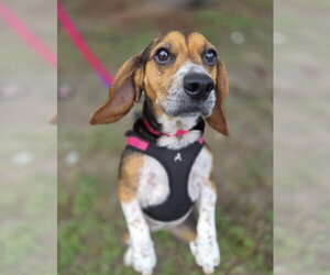 Lucy-loo - Female Beagle Dog for Adoption - Photo #7