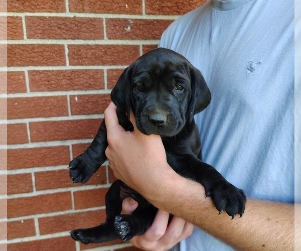 Medium Photo #1 Golden Retriever-Unknown Mix Puppy For Sale in LOUDONVILLE, OH, USA