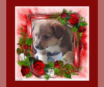 Small Photo #14 Pembroke Welsh Corgi Puppy For Sale in LOVELAND, CO, USA