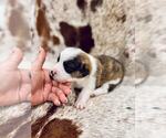 Puppy Dolly American Corgi