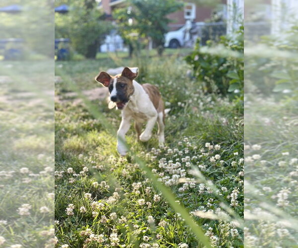 Medium Photo #7 Boxer-Unknown Mix Puppy For Sale in Mooresville, NC, USA
