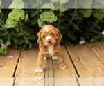 Small #42 Cocker Spaniel