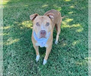 Mutt Dogs for adoption in Tulsa, OK, USA