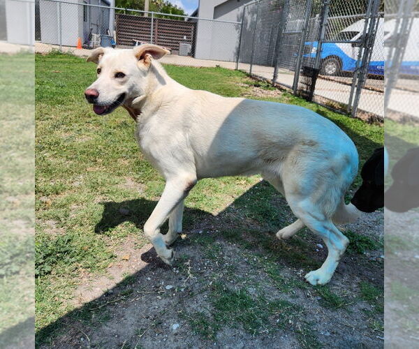 Medium Photo #3 Labrenees Puppy For Sale in Rockaway, NJ, USA