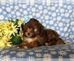 Small Photo #5 Havanese-Poodle (Toy) Mix Puppy For Sale in ELKTON, MD, USA