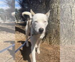 Small Photo #4 Huskies -Unknown Mix Puppy For Sale in Atlanta, GA, USA