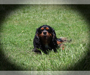 Father of the Cavalier King Charles Spaniel puppies born on 03/24/2025