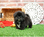 Small #3 Shih Tzu