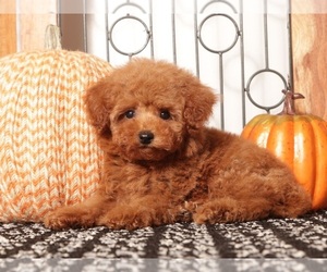 Poodle (Miniature) Puppy for Sale in NAPLES, Florida USA