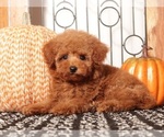 Image preview for Ad Listing. Nickname: Penny