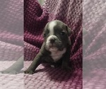 Small #4 Olde English Bulldogge