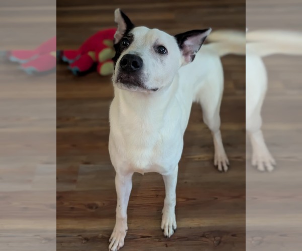 Medium Photo #30 Mutt Puppy For Sale in Holly Springs, NC, USA