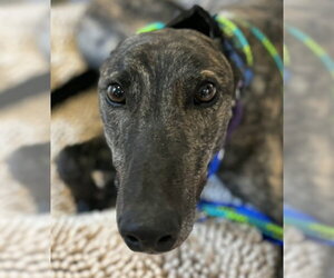 Gus - Male Greyhound Dog for Adoption - Photo #2