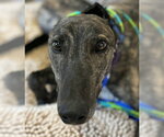 Small Photo #2 Greyhound Puppy For Sale in Cherry Hill, NJ, USA