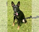 Small #10 German Shepherd Dog Mix