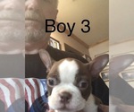 Small Photo #5 Boston Terrier Puppy For Sale in HAUGHTON, LA, USA
