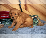 Small #1 Golden Retriever