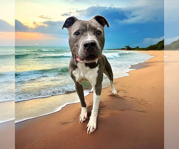Medium Photo #5 American Pit Bull Terrier Puppy For Sale in Glen Allen, VA, USA