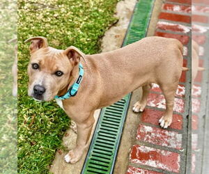 Naia - Female American Staffordshire Terrier-Unknown Mix Dog for Adoption - Photo #4