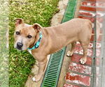 Small #3 American Staffordshire Terrier Mix