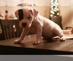 Small Photo #30 Dogo Argentino Puppy For Sale in MODESTO, CA, USA