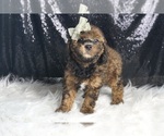 Small #5 Goldendoodle (Miniature)