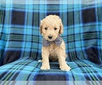 Small #7 Goldendoodle