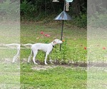 Small #1 English Foxhound-Pointer Mix