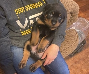 Rottweiler Puppy for sale in SALEM, VA, USA