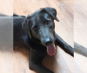 Labrador Retriever-Unknown Mix Dogs for adoption in Boston, MA, USA