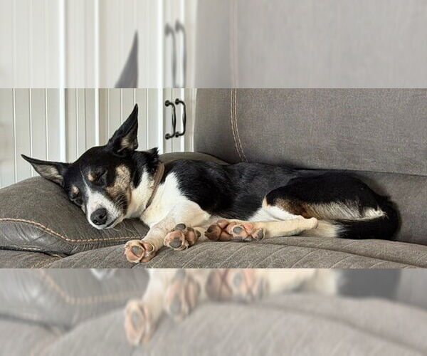 Medium Photo #8 Mutt Puppy For Sale in Sandy, UT, USA